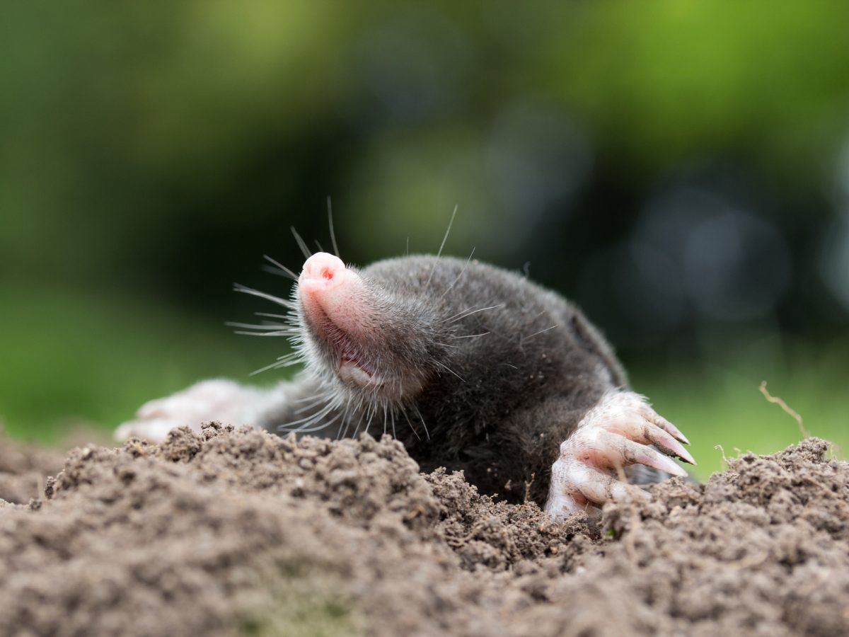 Read more about the article How To Get Rid of Lawn Pests