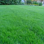 Spring Lawn Prep: Tips for a Healthier Yard for 2026