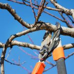 The Significance of Tree Pruning and Shrub Pruning for a Healthy 2024 Landscape