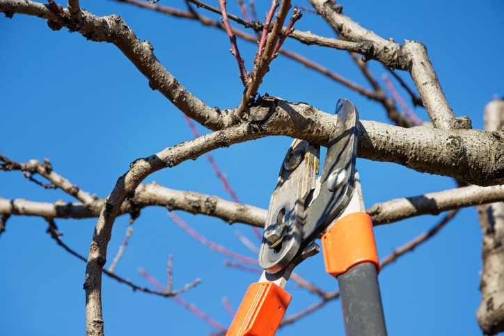 Read more about the article The Significance of Tree Pruning and Shrub Pruning for a Healthy 2024 Landscape